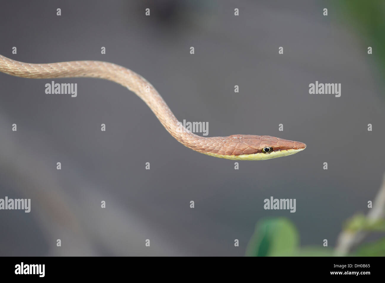 Brown Snake, Viña Oxybelis aeneus, vid o mexicano, Guyana, Sudamérica Foto de stock