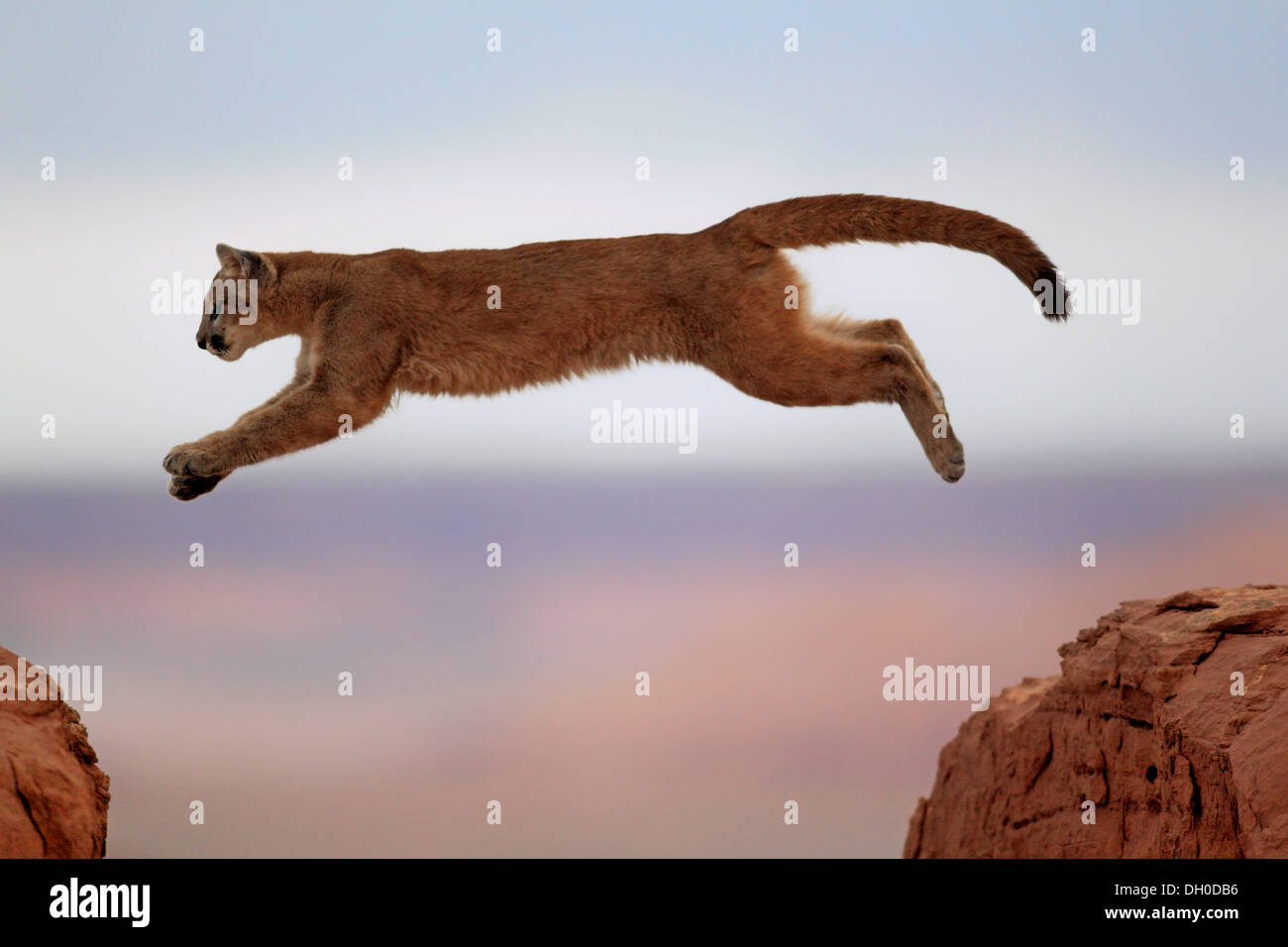 concolor jumping fotografías e imágenes de alta resolución - Alamy