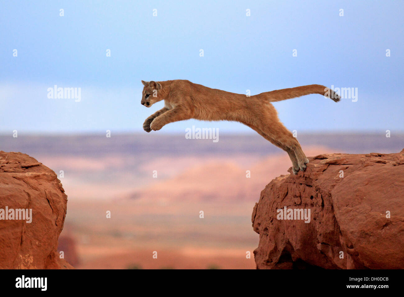 El Puma, El león de o puma (Puma concolor), adulto, saltando, cautivo, Monument Valley, la Meseta del Colorado, Utah, Estados Unidos Fotografía de stock - Alamy