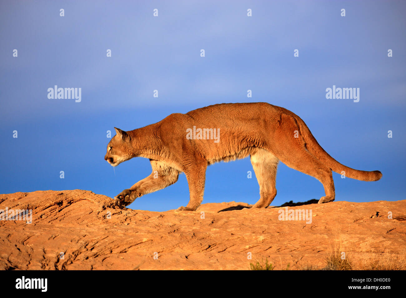 El Puma, El león de montaña o puma (Puma concolor), en busca de presas, el  acecho, Utah, Estados Unidos Fotografía de stock - Alamy