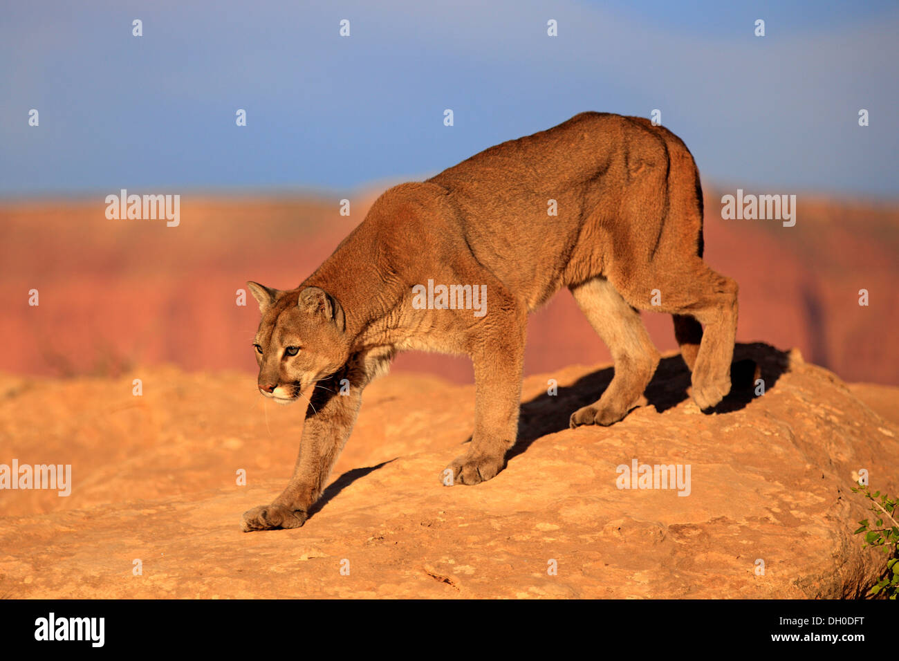 Químico Cuna inestable Puma con presa fotografías e imágenes de alta resolución - Alamy