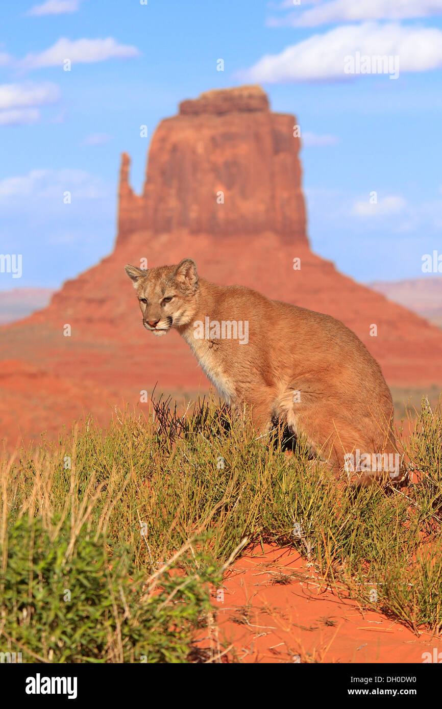 El Puma, El león de montaña o puma (Puma concolor), adulto, sentado,  cautiva, característica formación rocosa en la parte trasera Fotografía de  stock - Alamy