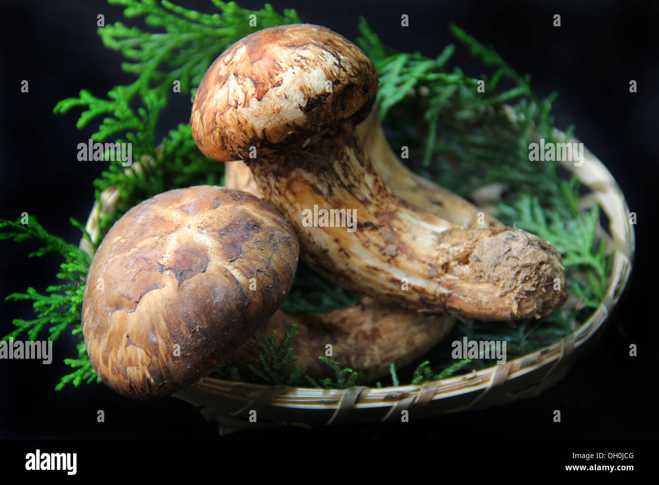 Matsutake mushroom fotografías e imágenes de alta resolución Alamy