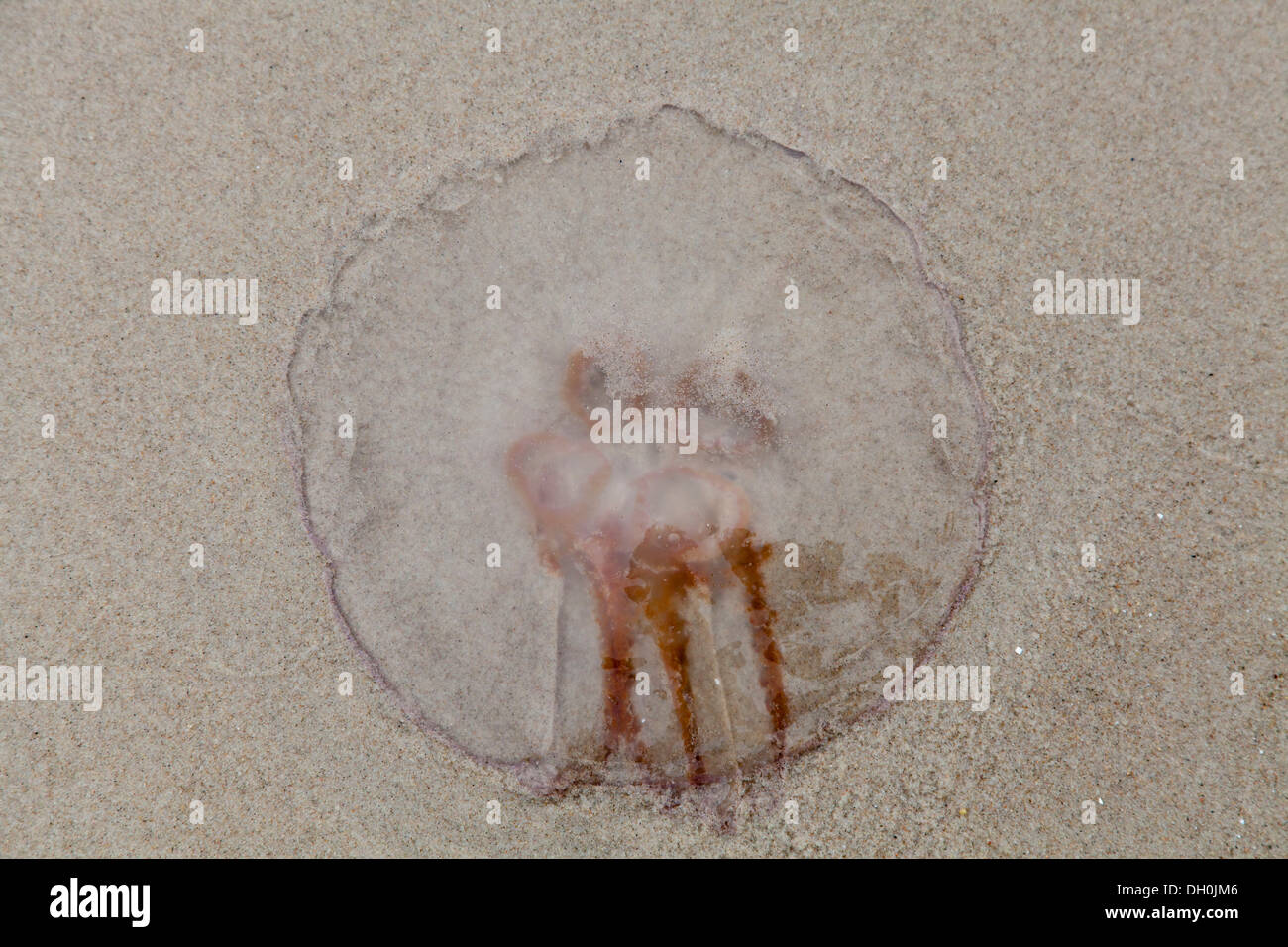 (Medusa Scyphozoa) en la playa, en la isla de Ruegen, Mecklemburgo-Pomerania Occidental Foto de stock