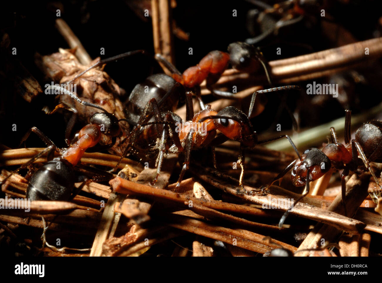 Formica rufa o meridional hormigas en madera de coníferas en plantaciones de madera fingle Dartmoor Devon uk Foto de stock