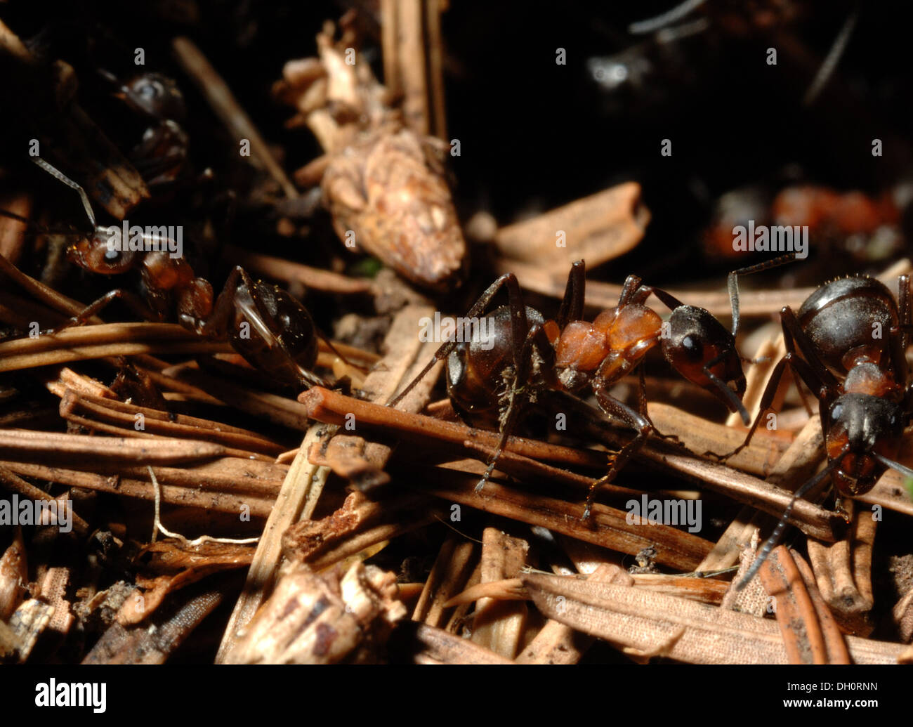 Formica rufa o meridional hormigas en madera de coníferas en plantaciones de madera fingle Dartmoor Devon uk Foto de stock