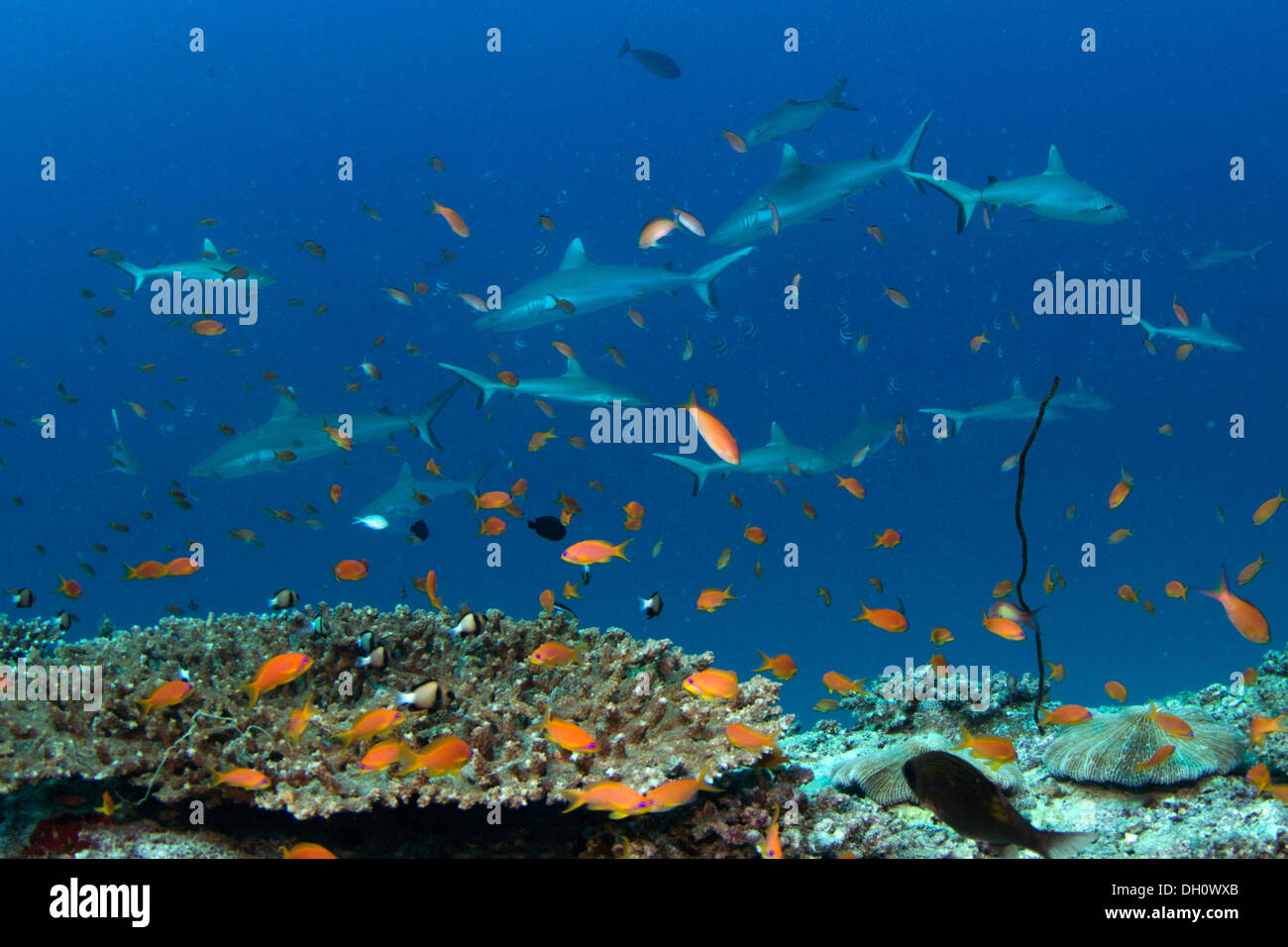 Tiburones de arrecife (Carcharhinus sp.) cerca de Koen's Dream Shark Point, Noonu ATOLL, Maldivas, Océano Índico Foto de stock