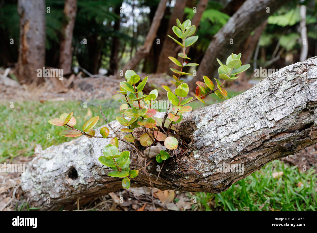 Simbiosis entre el KOA (Acacia koa) y &#333;hi&#699;a lehua (Metrosideros polymorpha), Big Island, Hawaii, EE.UU. Foto de stock