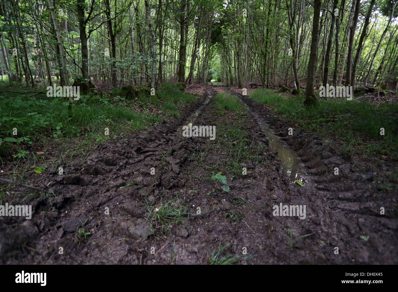 La destrucción del suelo debido a las actividades forestales Foto de stock