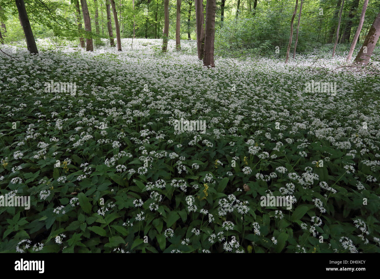 El ajo silvestre, Allium ursinum, Baviera Foto de stock