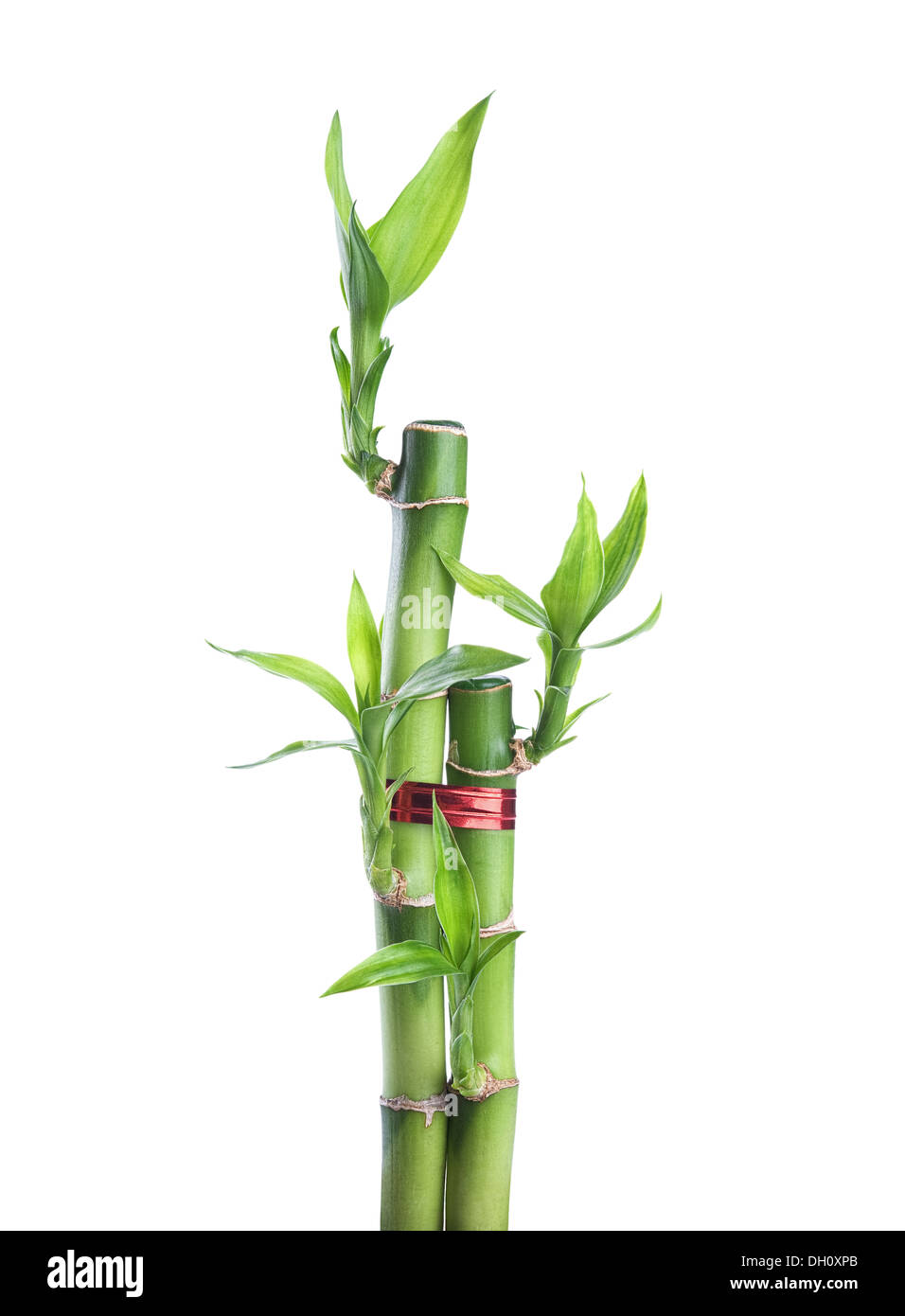 Lucky bambú chino con una cinta roja, símbolo de la felicidad, aislado en  un fondo blanco Fotografía de stock - Alamy