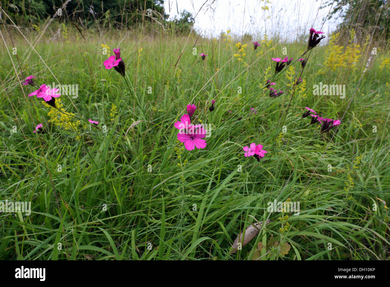 Rosa, Dianthus carthusianorum cartujo Foto de stock