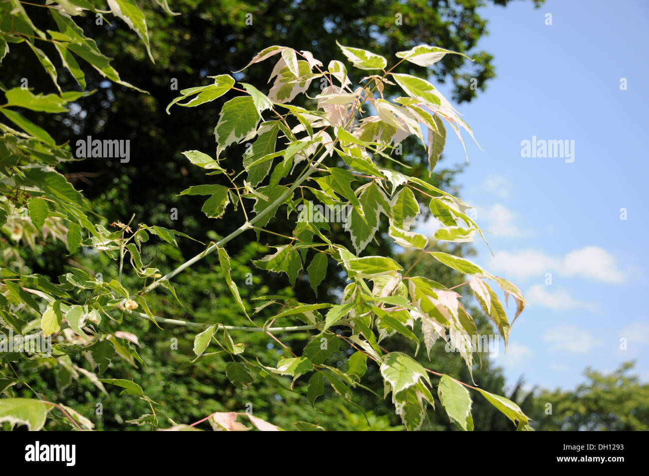 Arce de la ceniza Foto de stock