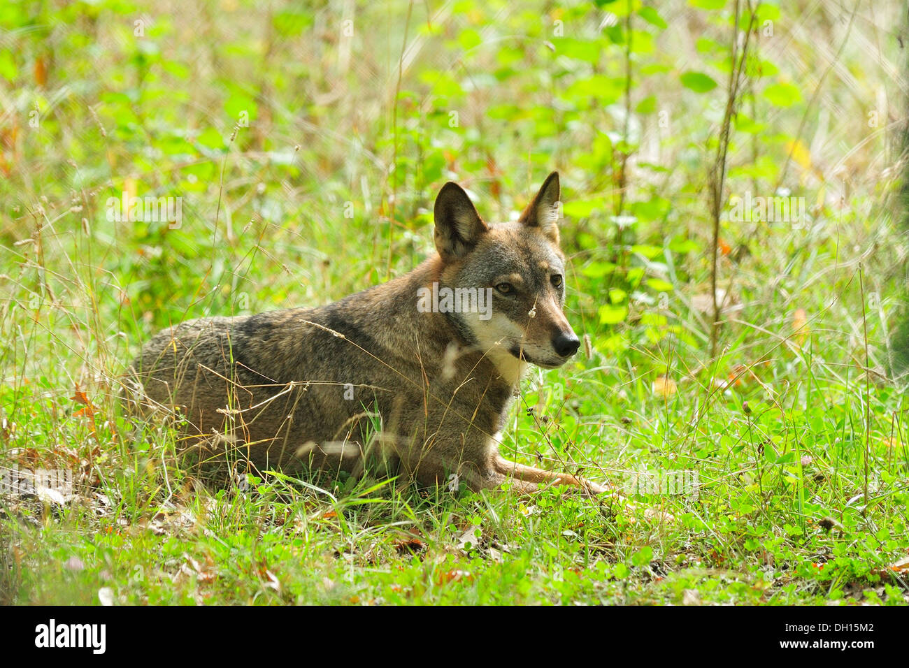 Lobo italiano Canis lupus italicus, Canidae, Parque Nacional de Abruzzo, Italia Foto de stock