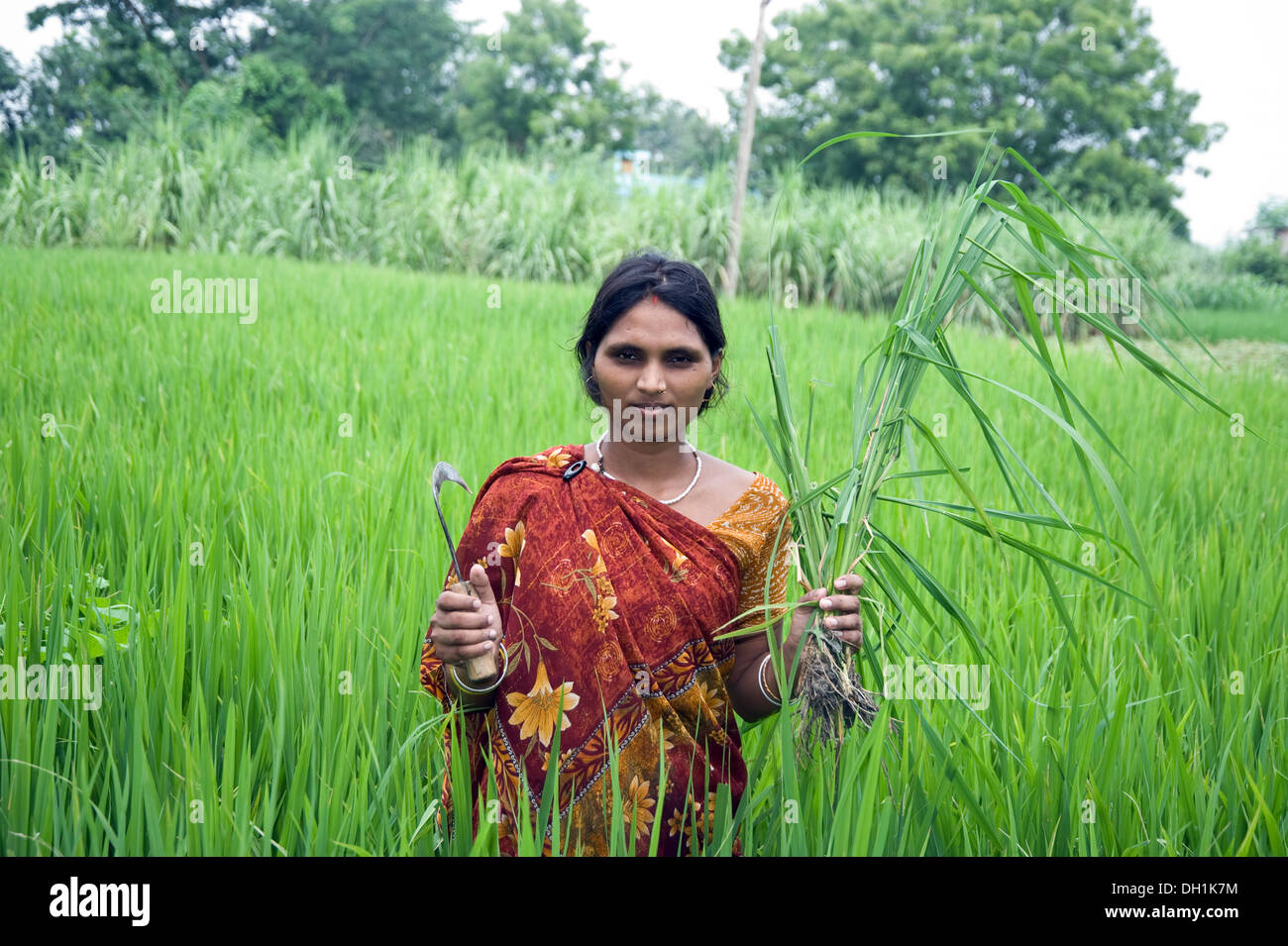 Mujer de campos de arroz de la hoz tallos en Uttar Pradesh, India Asia Foto de stock