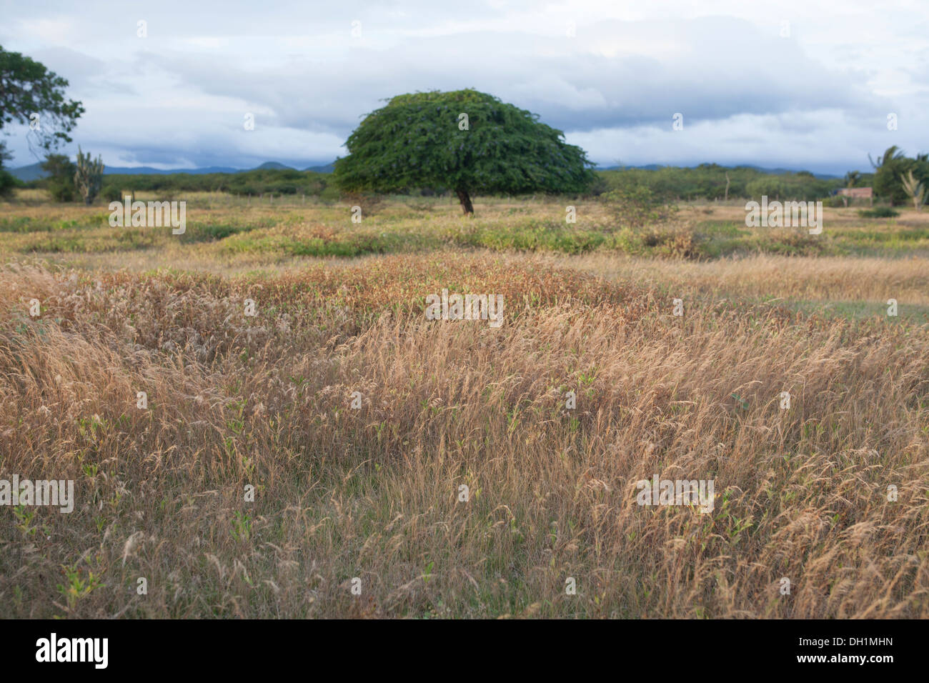 Una hermosa escena de la naturaleza en la región del Istmo del estado de Oaxaca, con un árbol y hierba en el viento. Foto de stock