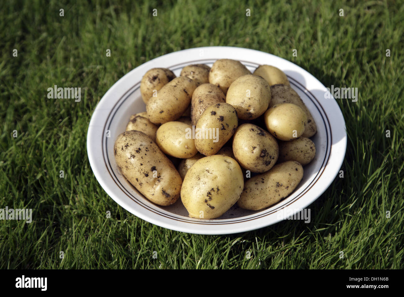 Patatas en placa de cerámica blanca sobre la hierba verde de Europa Suecia Foto de stock