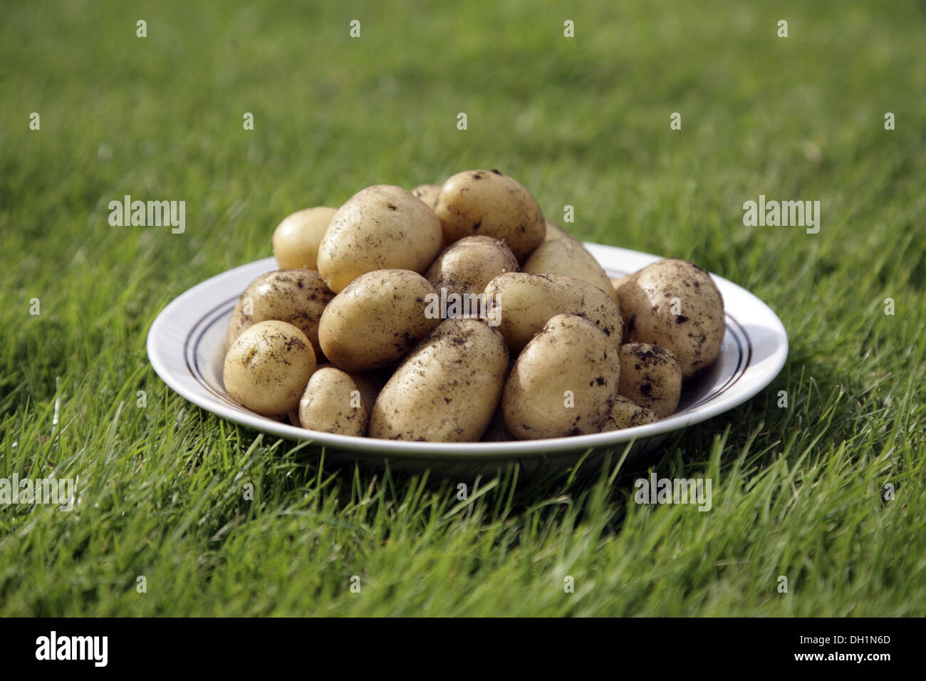 Patatas en placa de cerámica sobre la hierba verde de Europa Suecia Foto de stock