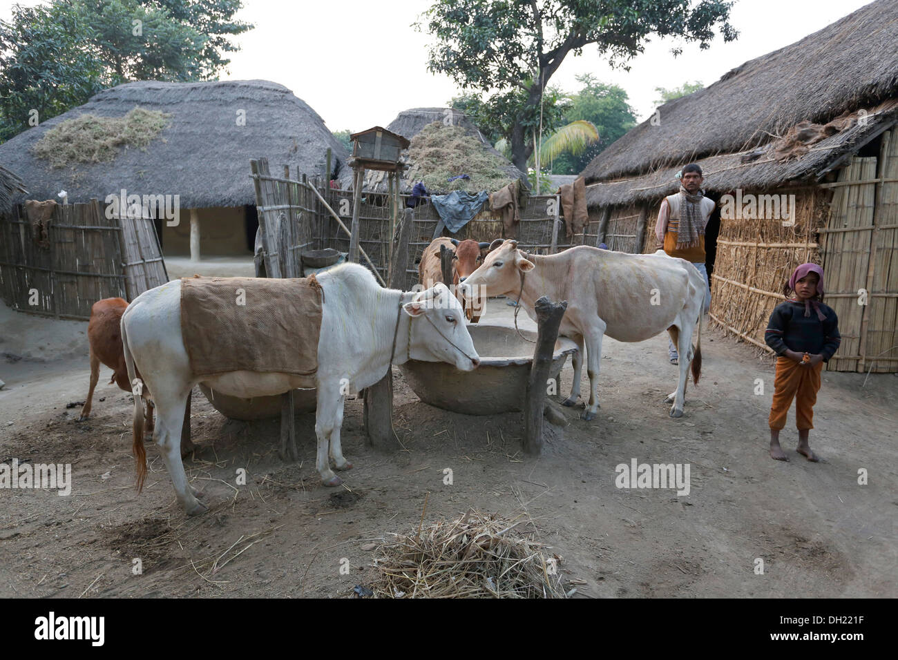 La vida del pueblo, ganado en una aldea cerca de Rajbiraj, región de Terai, Nepal, Asia Foto de stock