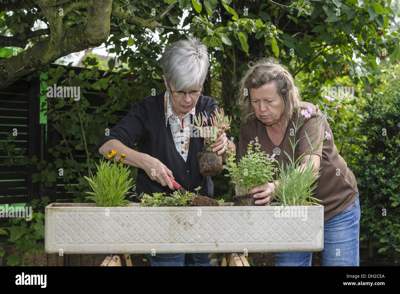 Jardineros en plantar una maceta de flores Foto de stock