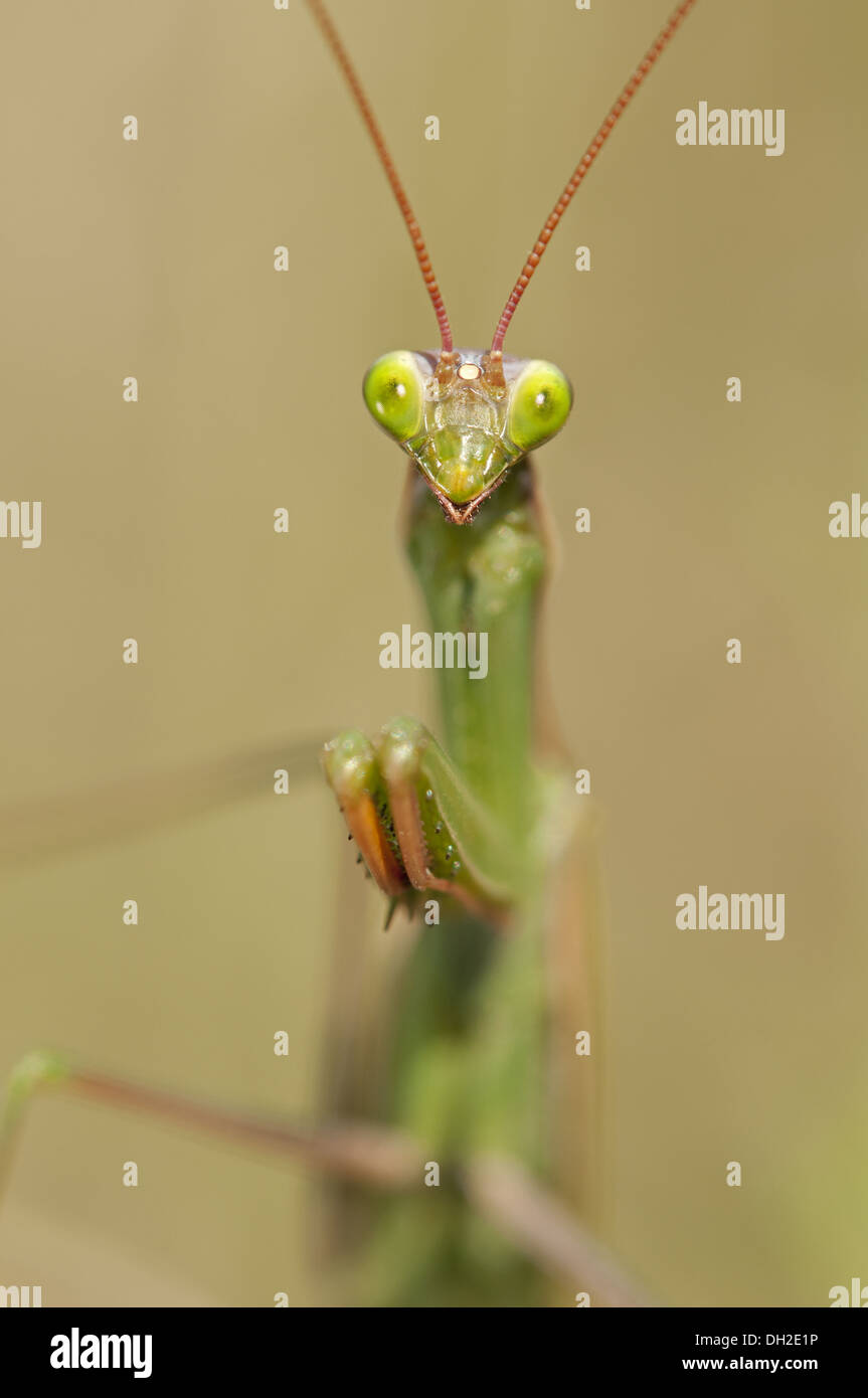 Mantis religiosa Foto de stock
