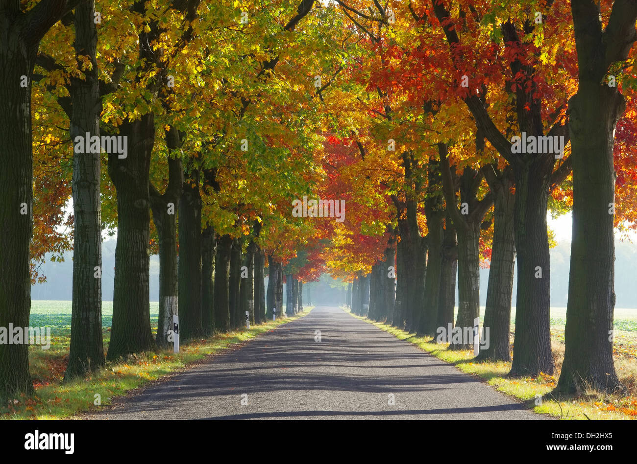 Allee im Herbst - Avenue en otoño 28 Foto de stock