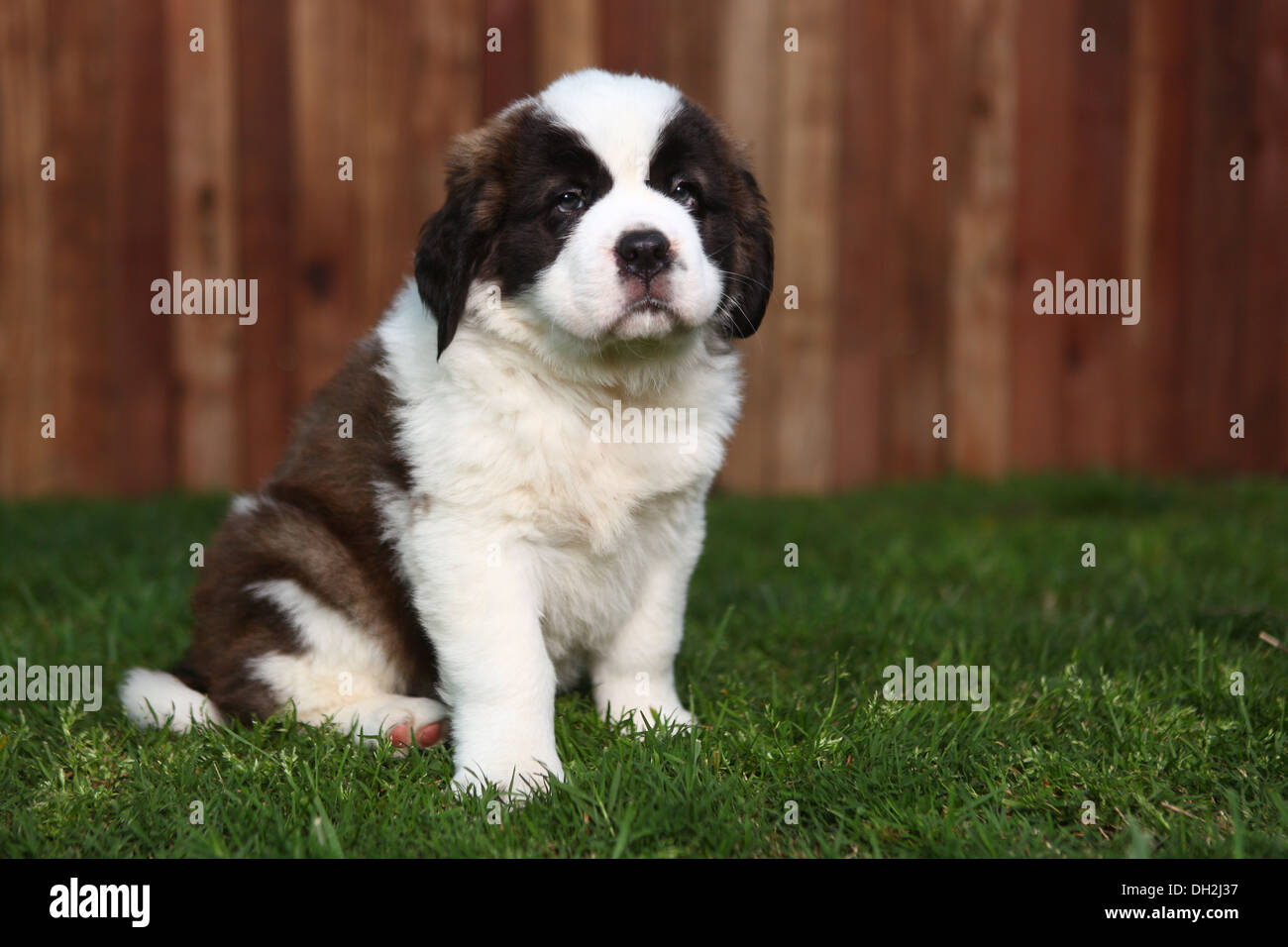 San bernardo raza de perro fotografías e imágenes de alta resolución -  Página 12 - Alamy