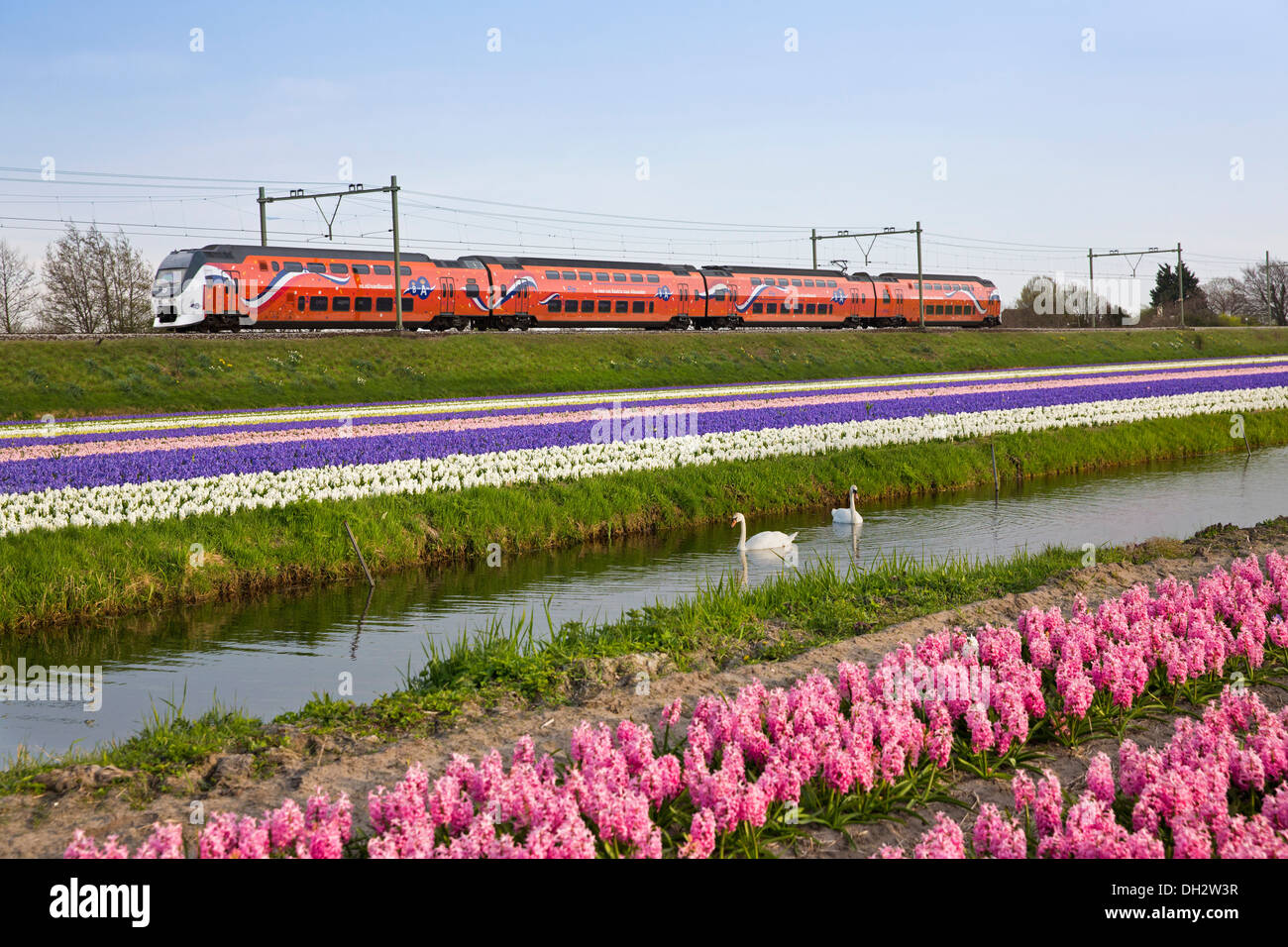 Países Bajos, Vogelenzang, jacintos de floración. Naranja Royal Kings pasando por tren. Foto de stock