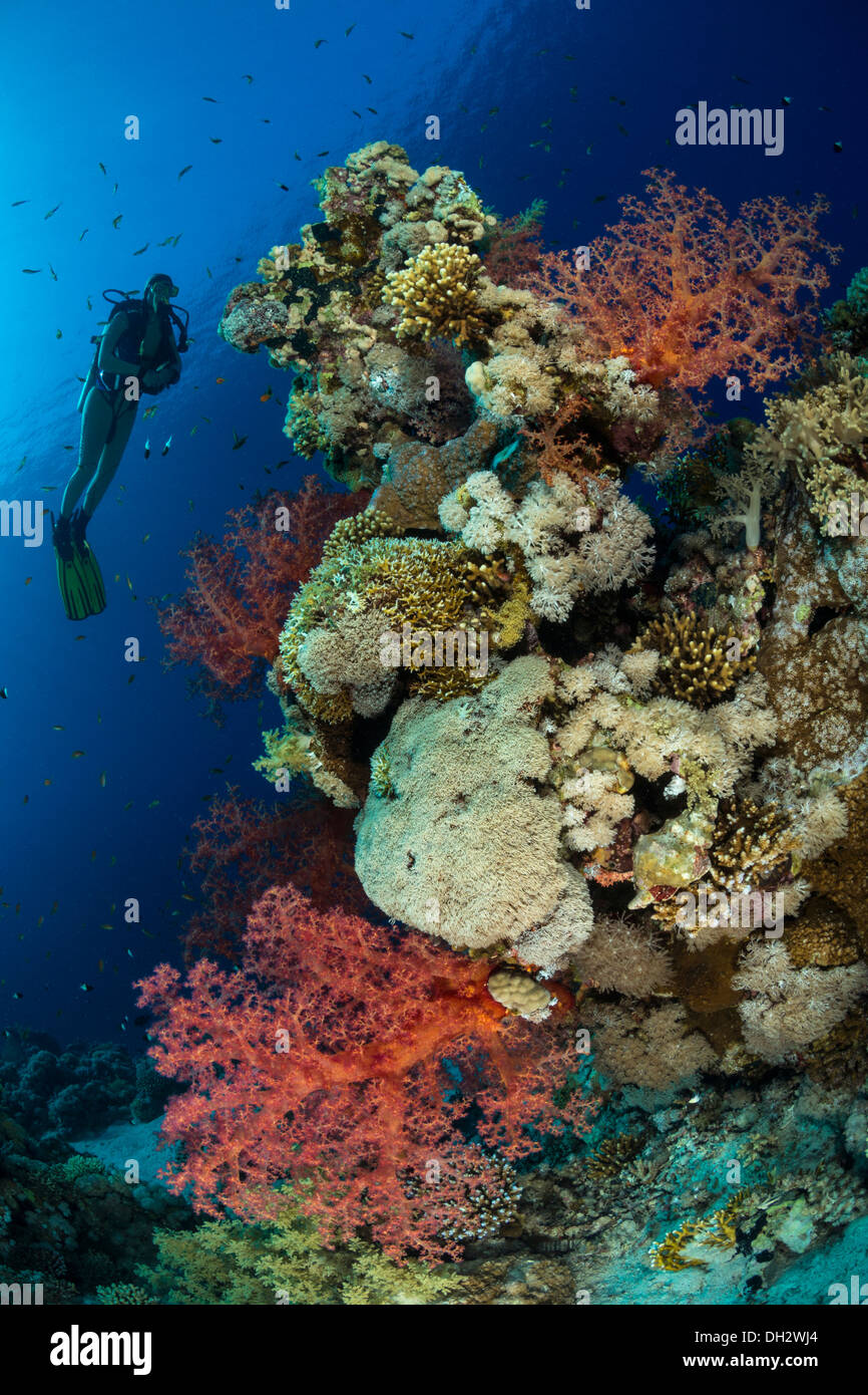 Buceo en el Mar Rojo, Ras Muhammad, el Sinaí, Egipto Foto de stock