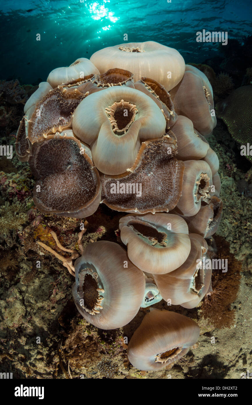 Elefantes gigantes anémona de oído, Amplexidiscus fenestrafer Alor, Pantar, Archipiélago, Lesser Sunda Islands, Indonesia Foto de stock