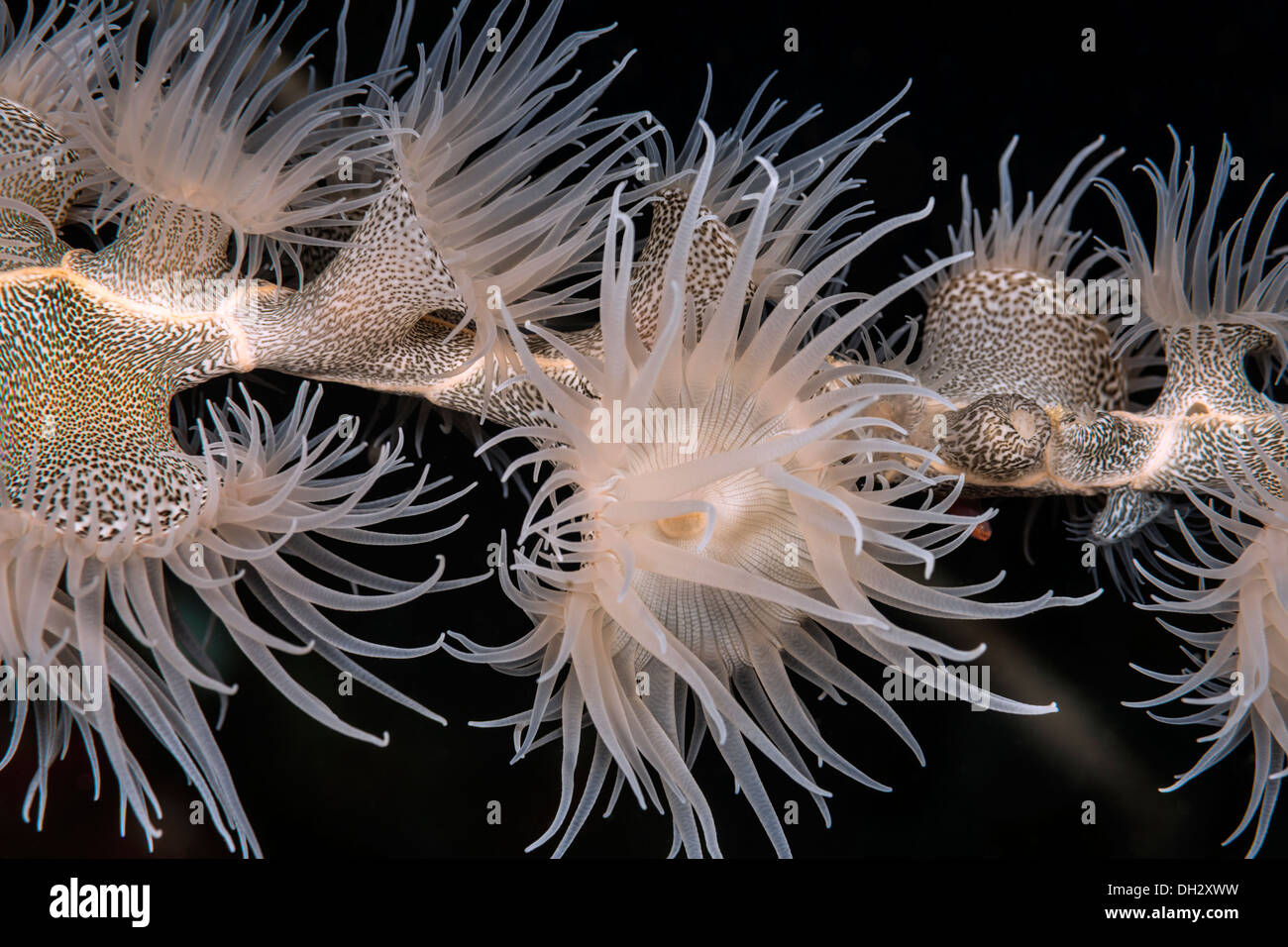 La gorgonia, anémona Wrapper Nemanthus annamensis Alor, Pantar, Archipiélago, Lesser Sunda Islands, Indonesia Foto de stock