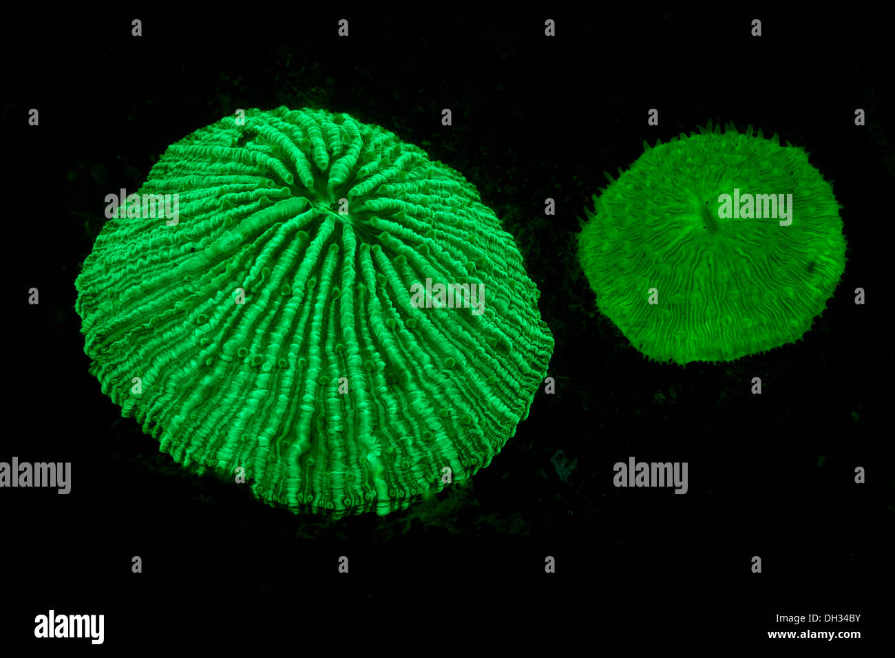 Setas fluorescentes, Coral Fungia sp., Pantar, Archipiélago de Alor, Lesser Sunda Islands, Indonesia Foto de stock