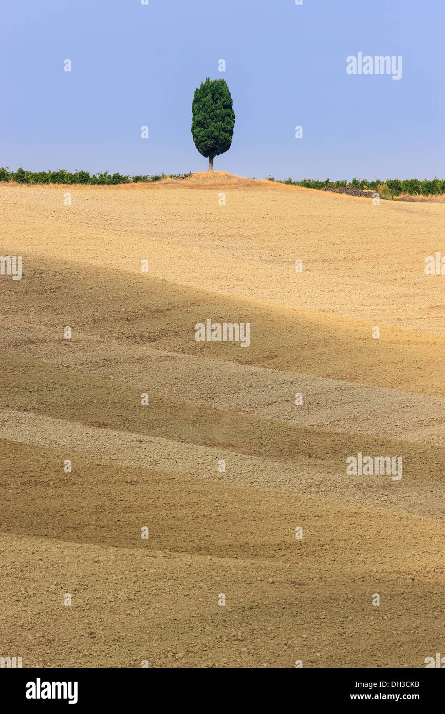 Ciprés solitario en la cima de una colina cerca de Montalcino, Toscana, Italia central Foto de stock