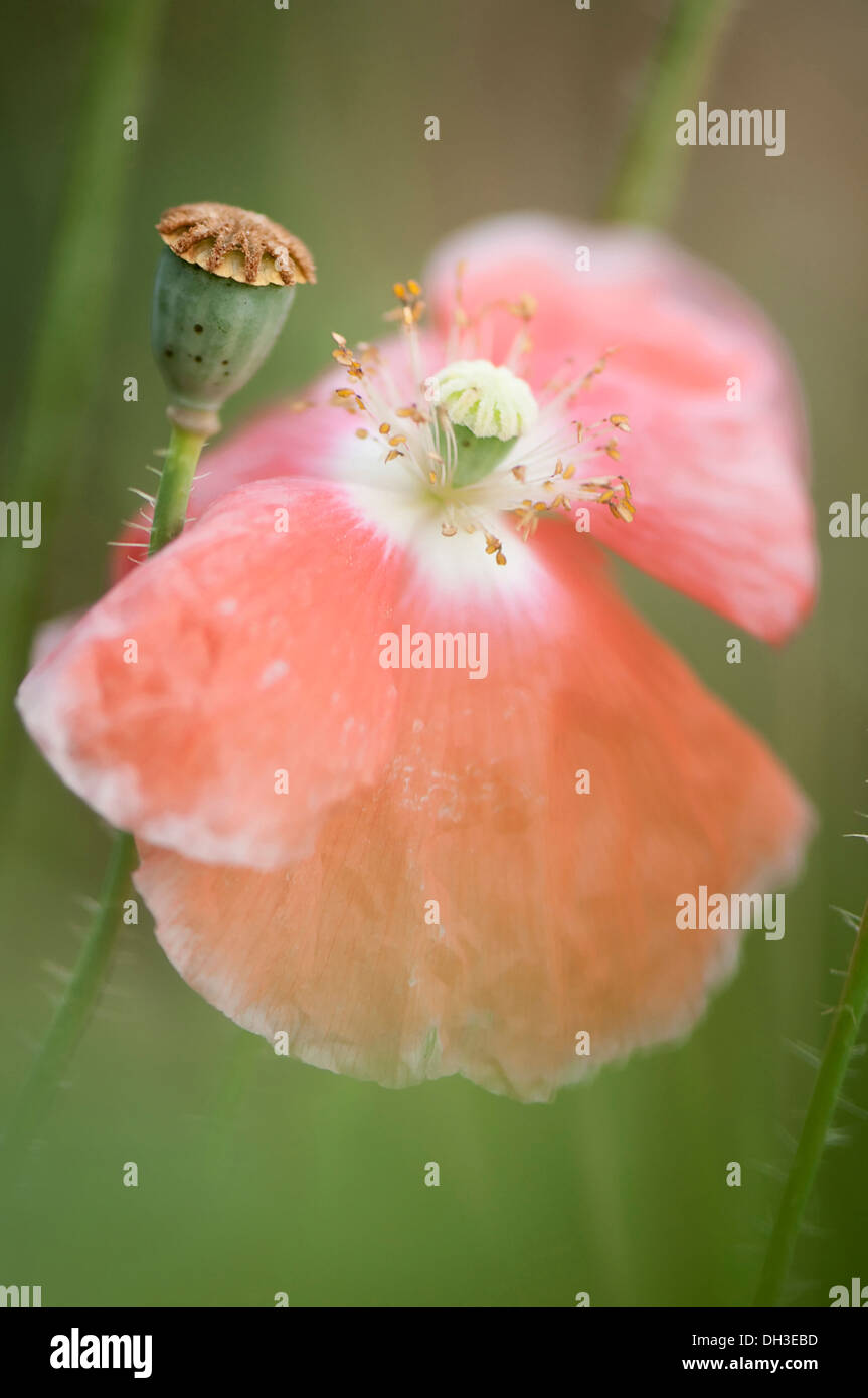 La amapola, Papaver rhoeas Shirley series. Única flor abierta con delicados pétalos, cayendo junto a la maduración seedhead. Foto de stock