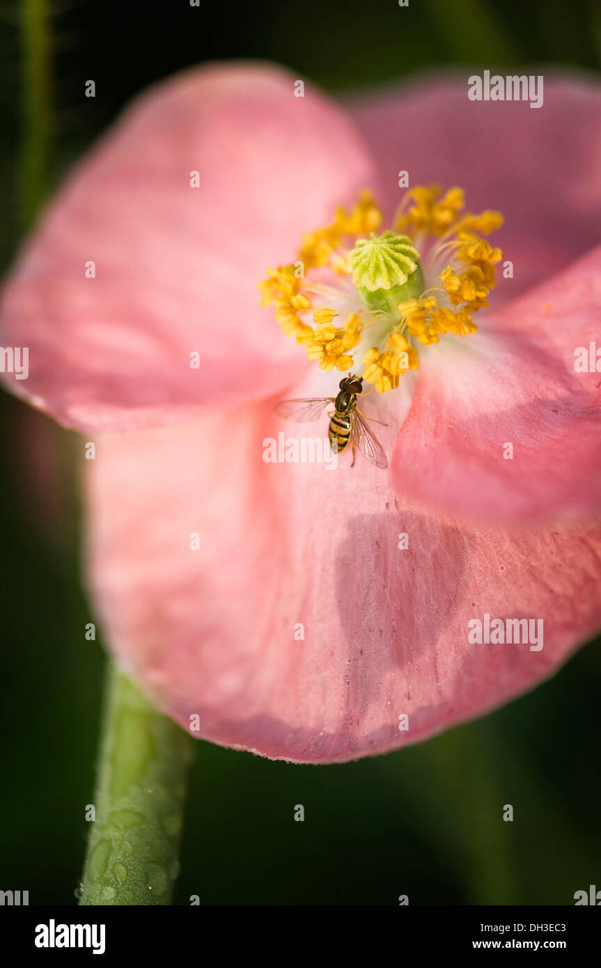 La amapola, Papaver rhoeas Shirley series. En Hoverfly estambre amarillo de la única flor abierta con sombra de seedhead en pétalo. Foto de stock