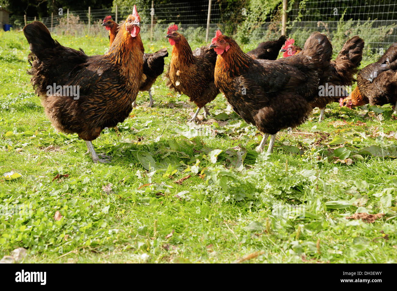 Free Range pollos orgánicos, REINO UNIDO Foto de stock