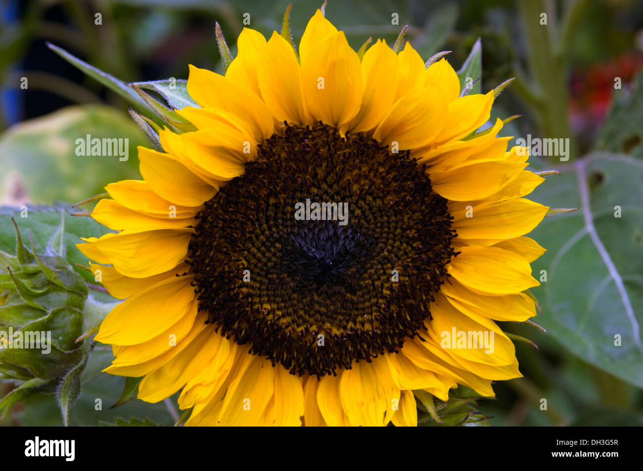 Girasol urbano fotografías e imágenes de alta resolución - Alamy