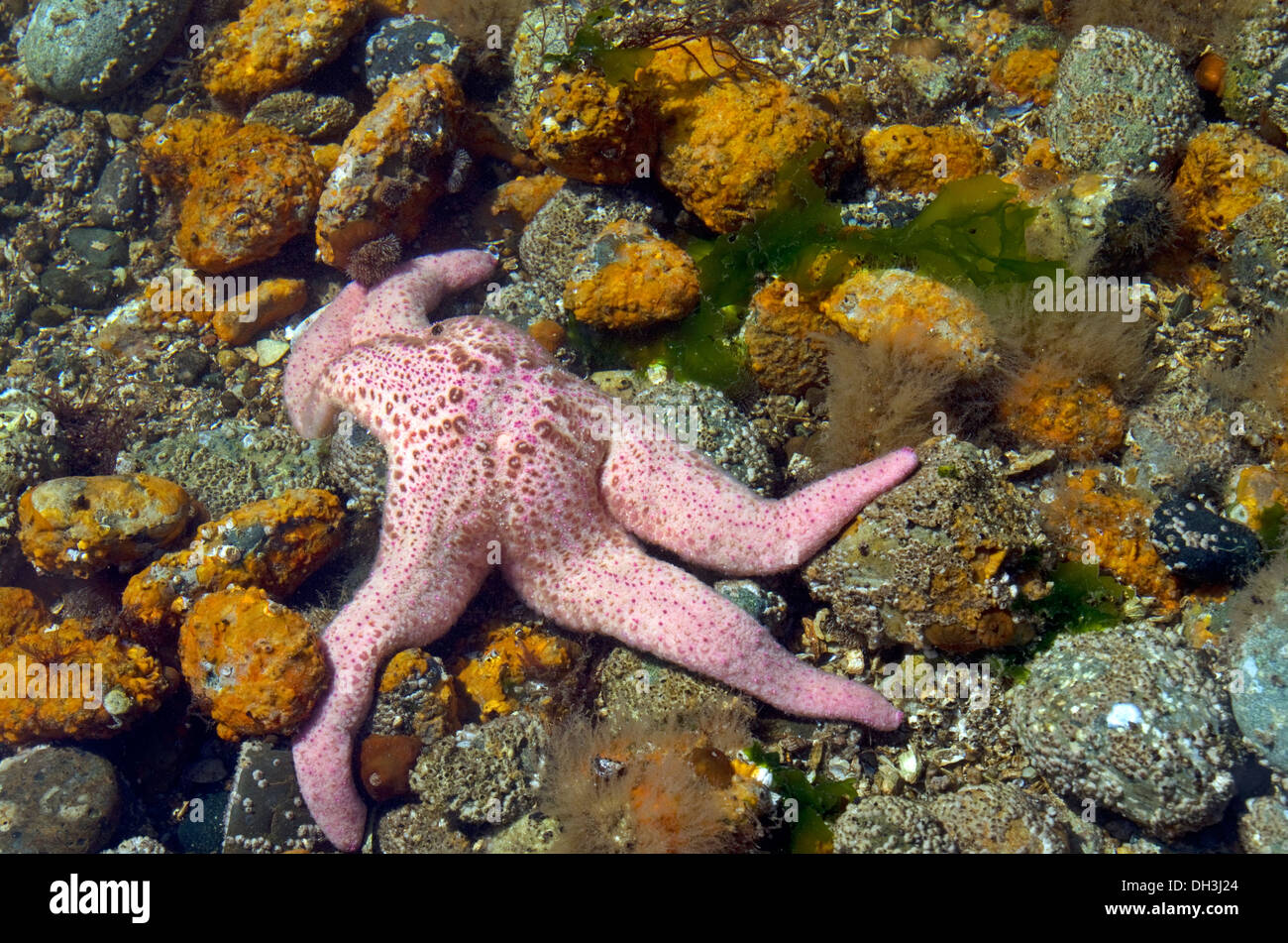 Starfish en Puget Sound del estado de Washington, el agua salada Foto de stock