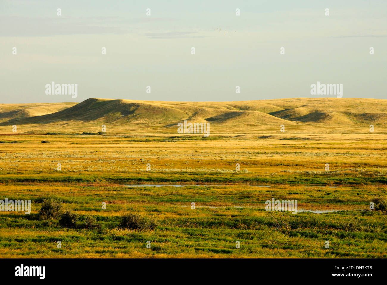 Ondulantes colinas de las praderas, pastizales paisaje Parque Nacional, la provincia de Saskatchewan, Canadá Foto de stock