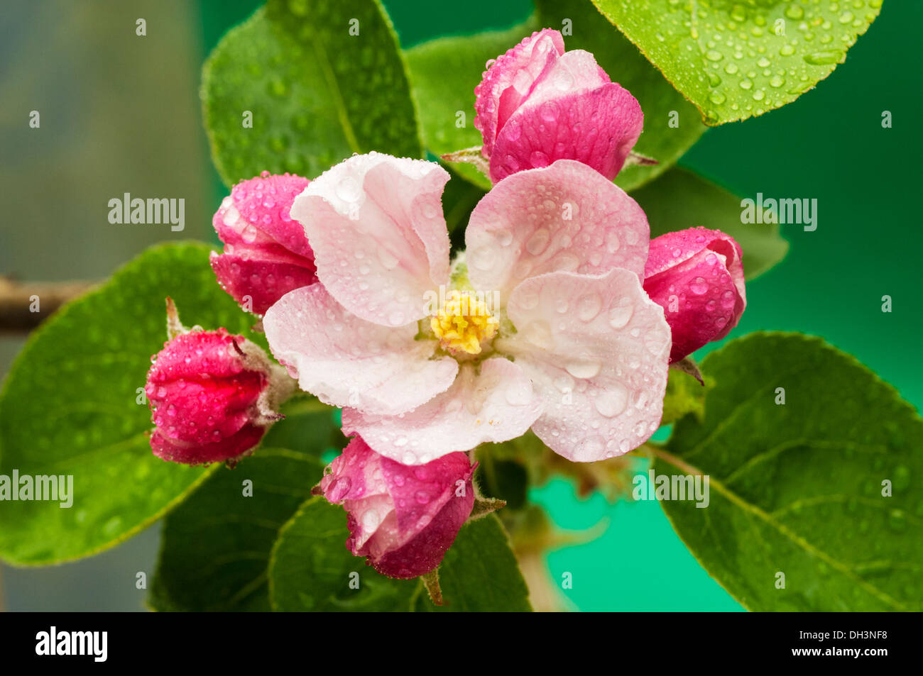 Bramley Apple Blossom, Foto de stock