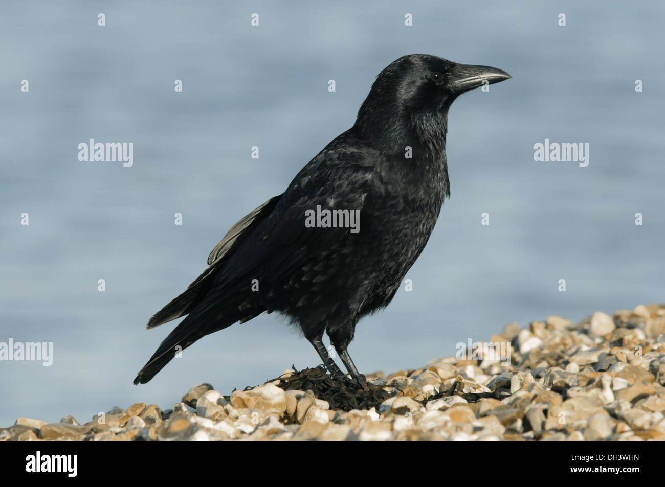 Carrion Crow Corvus corone corone Foto de stock