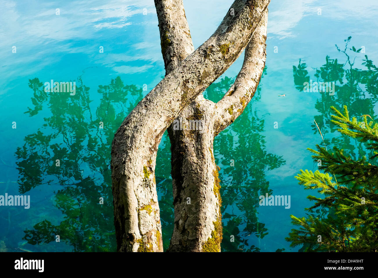 Cerca del tronco sobre el lago Fusine trre, Friuli, Italia Foto de stock