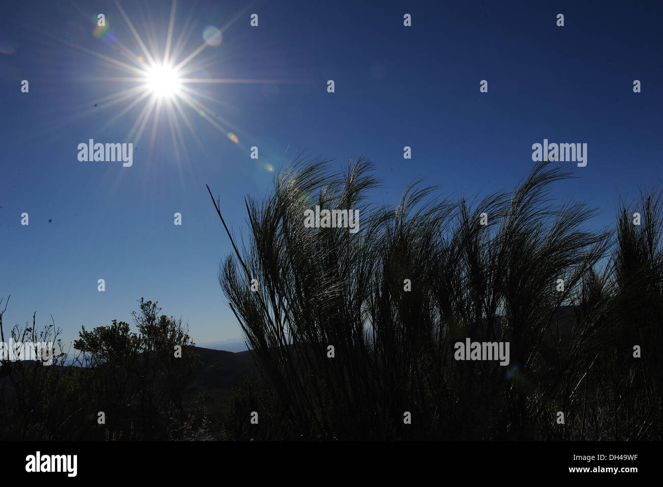Fuerte sol con hierba alta Sudáfrica Foto de stock