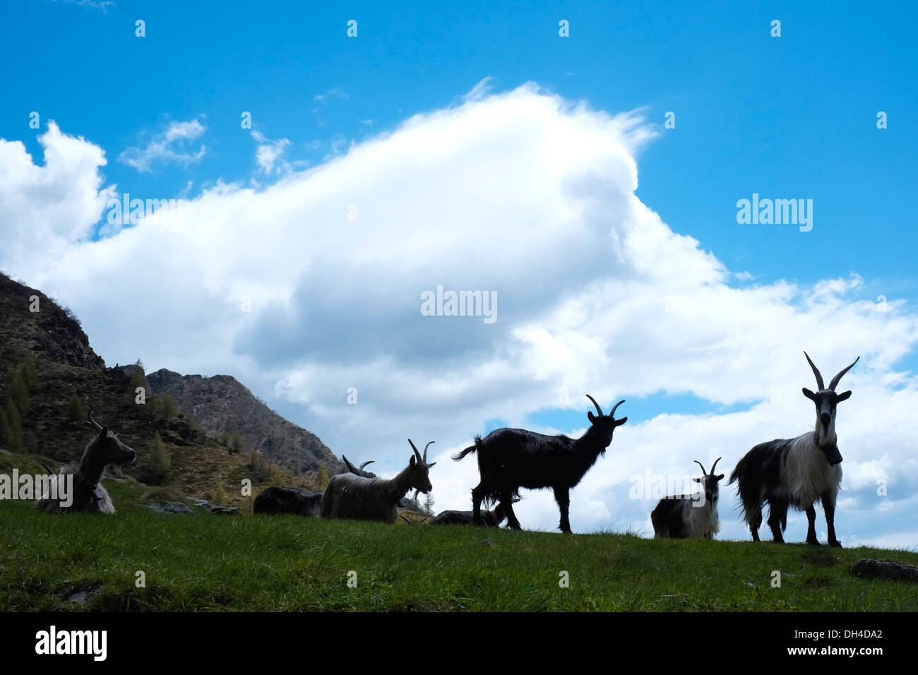 Retroiluminación de cabras en las montañas de los Alpes, Premana, Italia Foto de stock