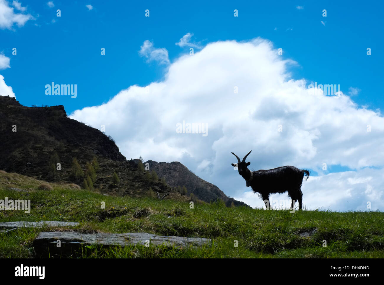 Retroiluminación de cabra en Alpes, Premana, Italia Foto de stock
