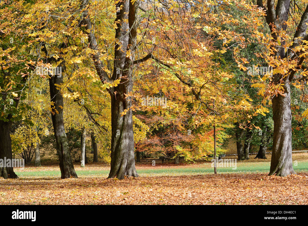 Tranquilo paisaje de árboles con vibrantes colores de otoño Foto de stock