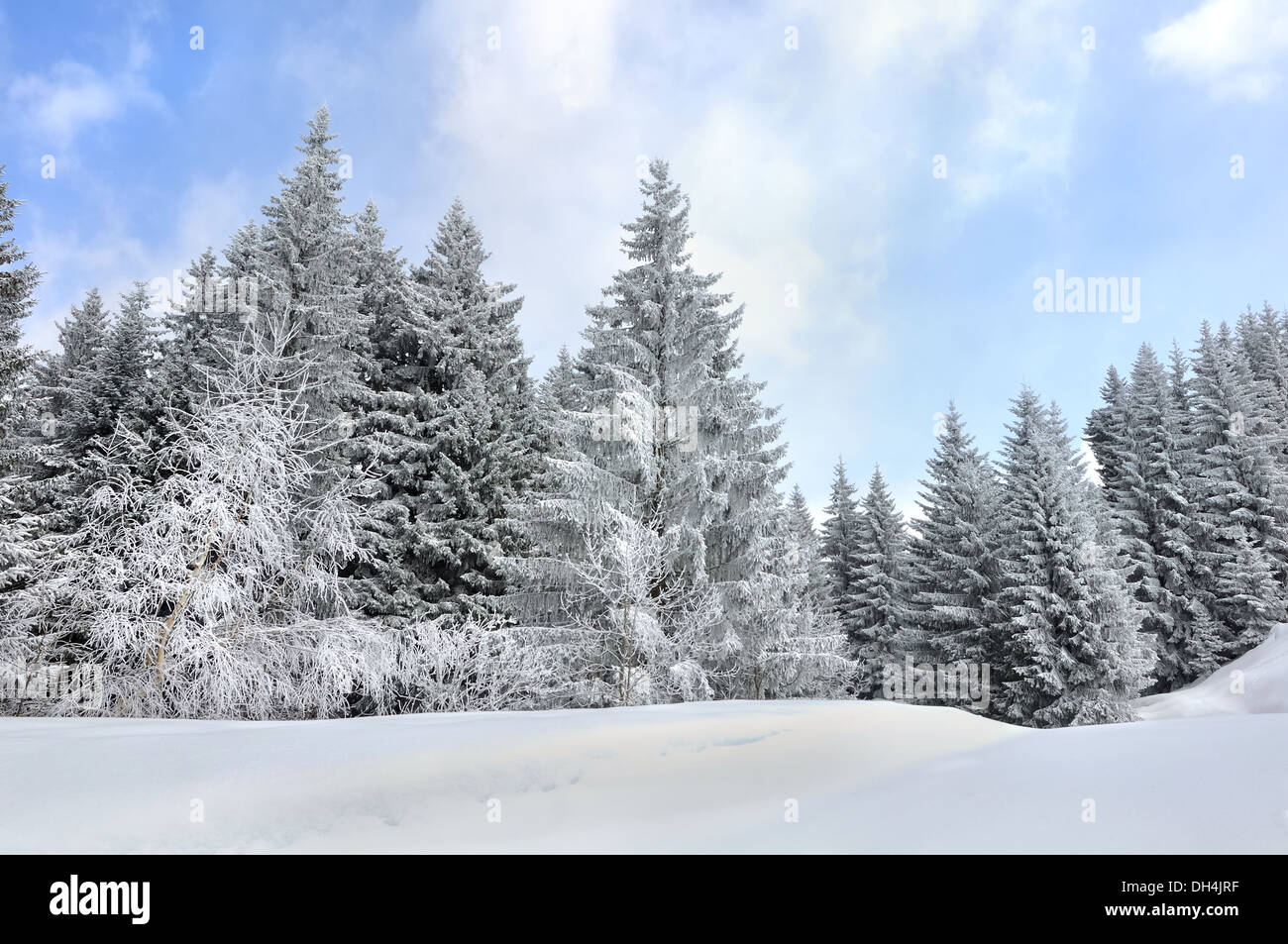 Tall firs cubierto con nieve en las montañas Foto de stock