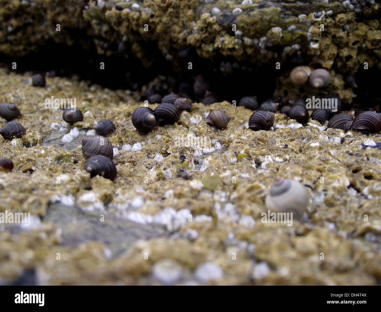 Los caracoles del mar sobre las rocas de la costa de Northumberland Foto de stock