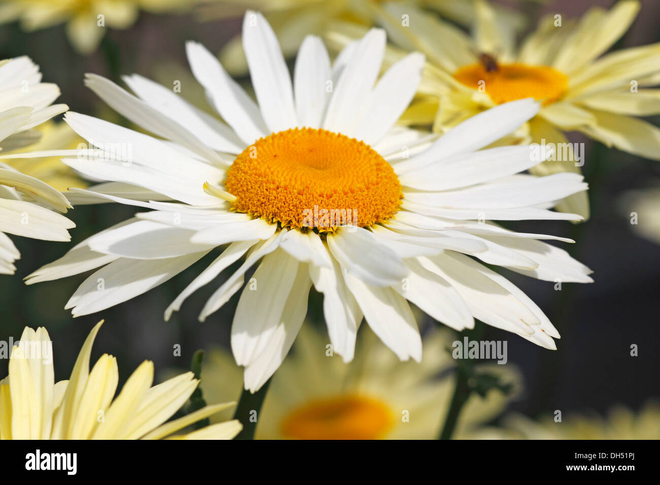 Shasta Daisy (Leucanthemum "luces de Broadway"), cultivar, flores ornamentales Foto de stock