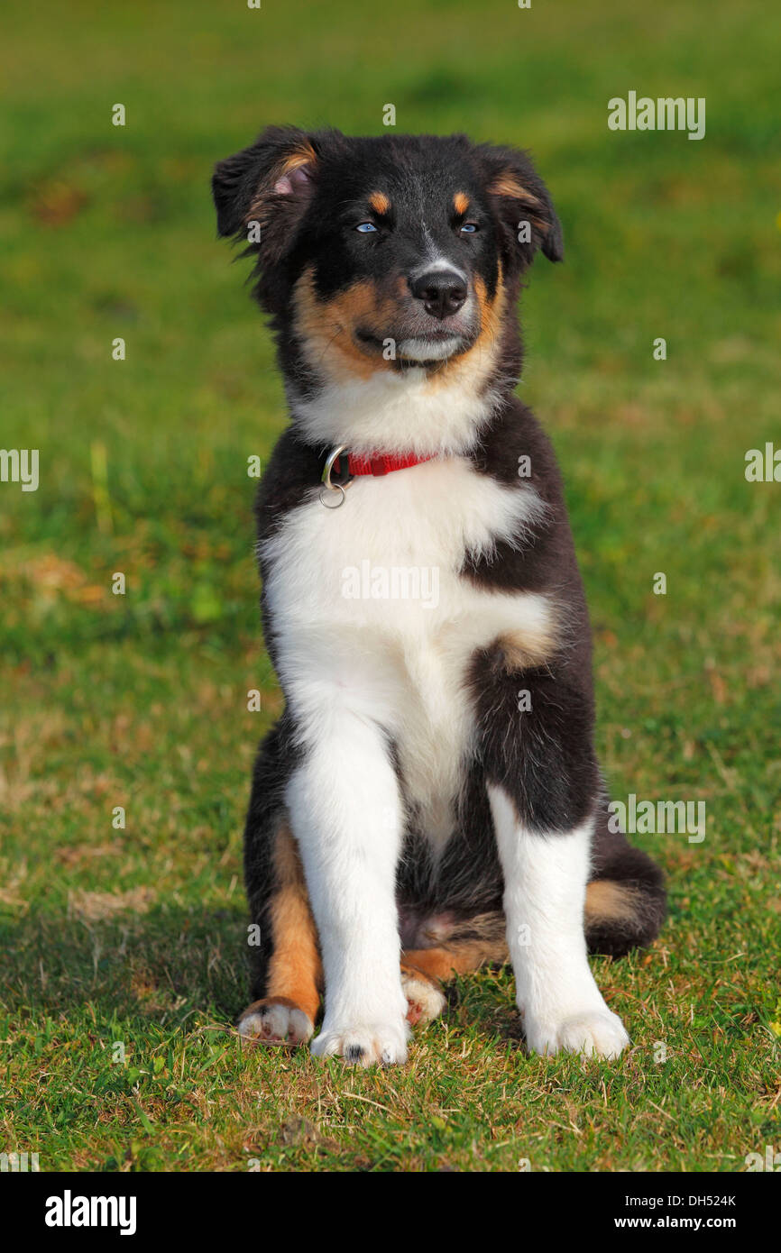 Perro Pastor Australiano, negro tricolor, cachorro con ojos azules  Fotografía de stock - Alamy